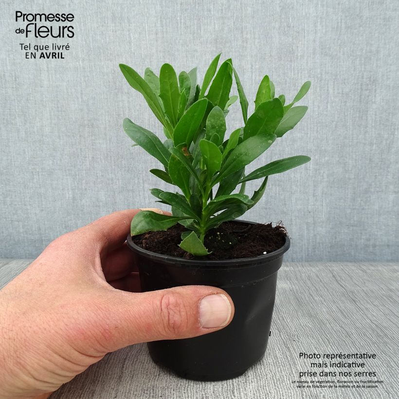 Esimerkki keväällä toimitetusta Tähtisilmä Flower Power Spider Purple Pot de 10 cm/11cm-taimesta