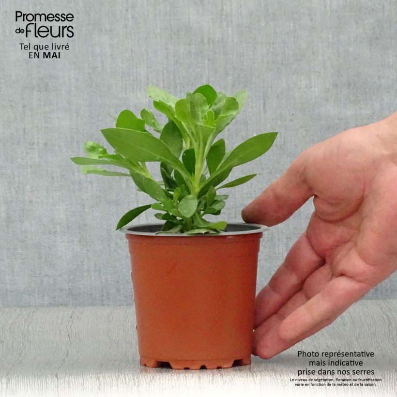 Esimerkki keväällä toimitetusta Tähtisilmä Summersmile Cream Pot de 10 cm/11cm-taimesta