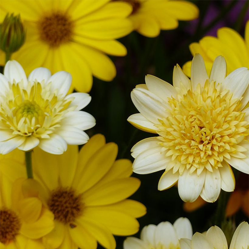 Tähtisilmä Summersmile Double Golden Yellow (Kukinta)