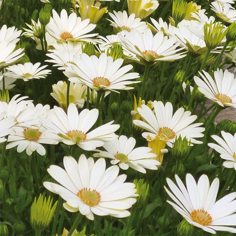 Tähtisilmä Summersmile Cream (Kukinta)