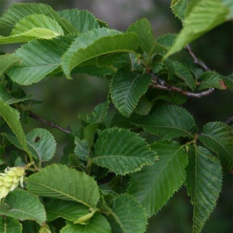 Euroopanhumalapyökki - Ostrya carpinifolia (Lehvistö)