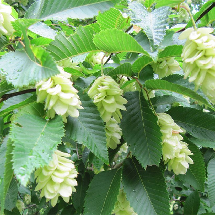 Euroopanhumalapyökki - Ostrya carpinifolia (Kukinta)