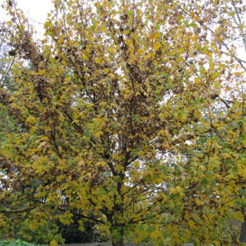 Euroopanhumalapyökki - Ostrya carpinifolia (Kasvutapa)