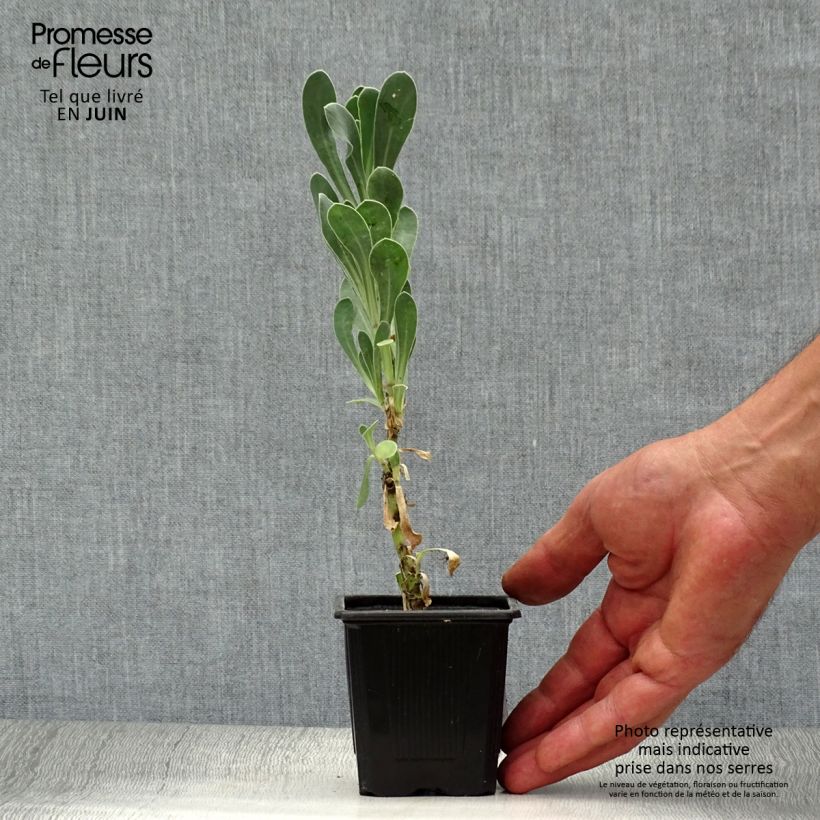 Esimerkki kesällä toimitetusta Mehisilmä - Othonna cheirifolia Taimiruukku 8/9 cm-taimesta