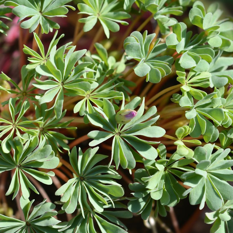 Hietakäenkaali - Oxalis adenophylla (Lehvistö)