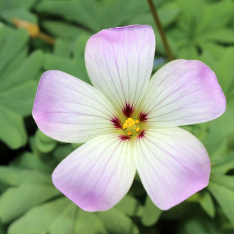 Hietakäenkaali - Oxalis adenophylla (Kukinta)