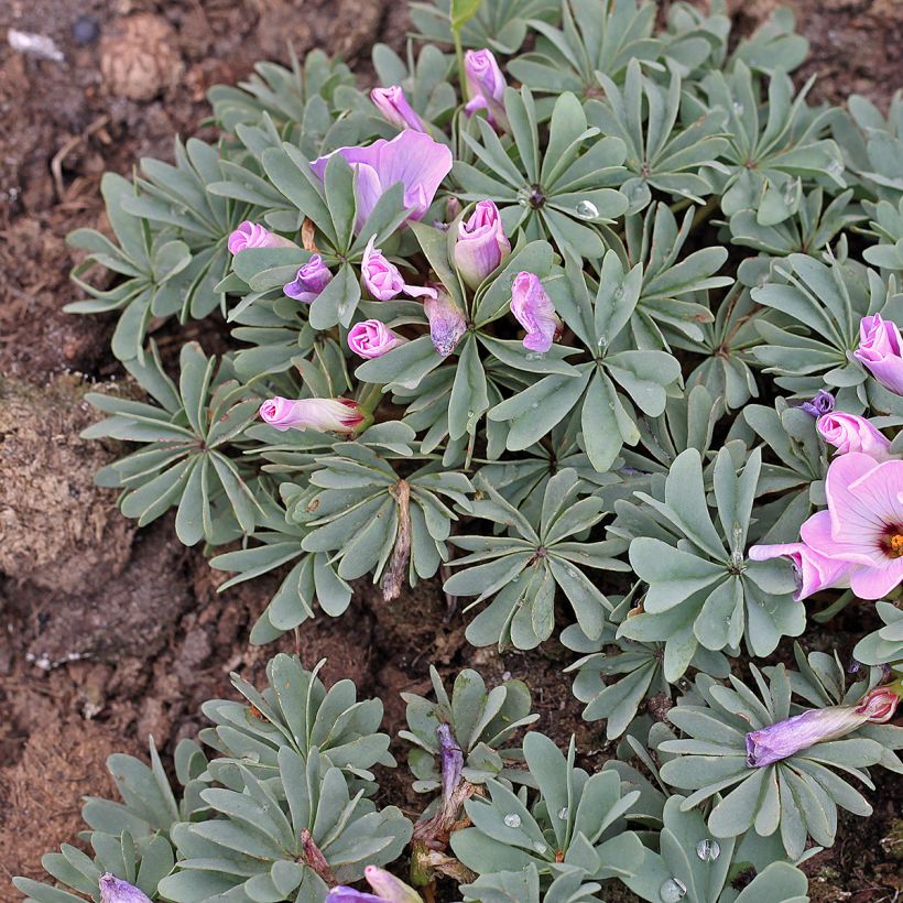 Hietakäenkaali - Oxalis adenophylla (Kasvutapa)