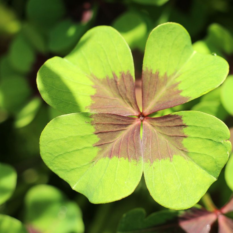 Käenkaali - Oxalis deppei (Lehvistö)