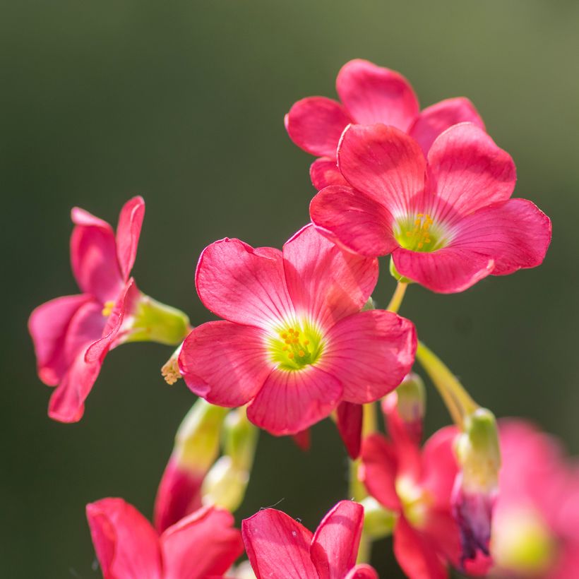 Käenkaali - Oxalis deppei (Kukinta)