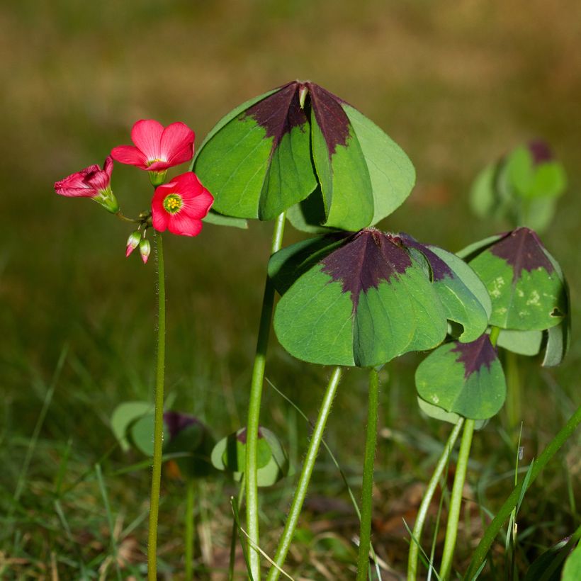 Käenkaali - Oxalis deppei (Kasvutapa)