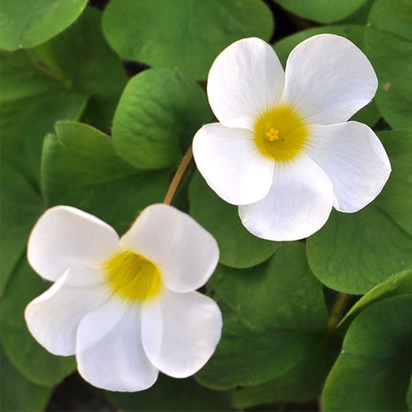 Purppurakäenkaali Alba (Kukinta)