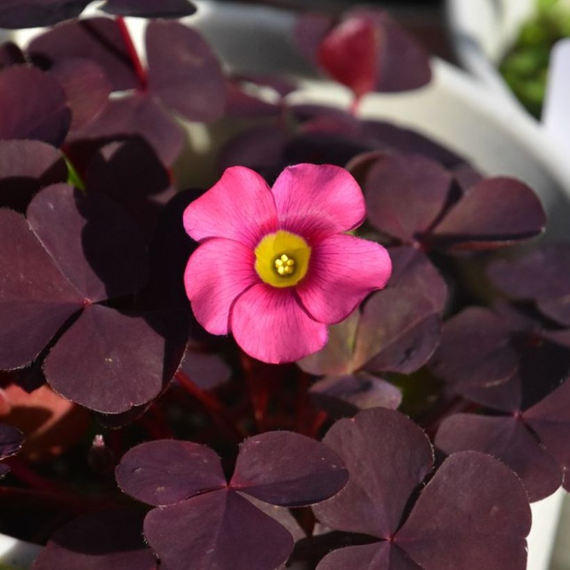 Purppurakäenkaali Garnet (Kukinta)