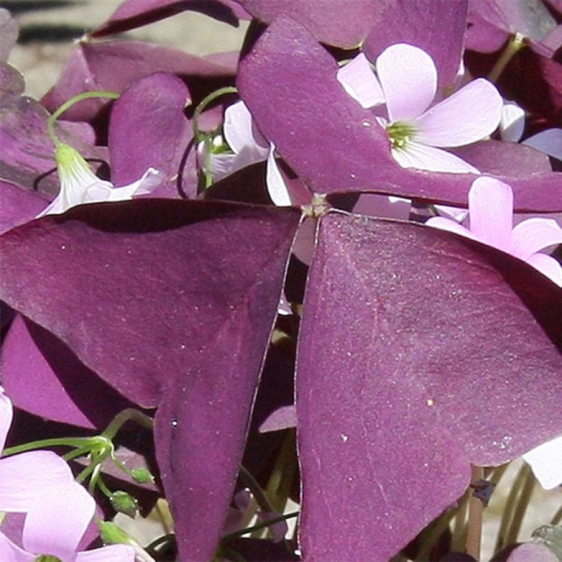 Kolmiokaali Atropurpurea (Lehvistö)