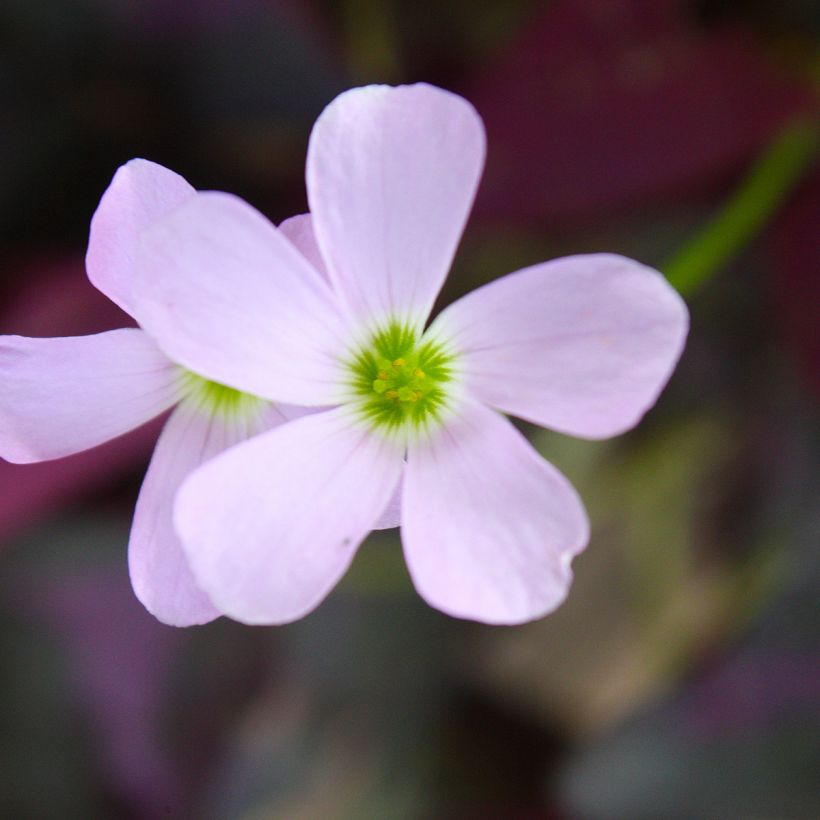 Kolmiokaali Atropurpurea (Kukinta)