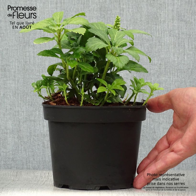 Esimerkki kesällä toimitetusta Varjoyrtti Green Carpet Pot de 2L/3L-taimesta