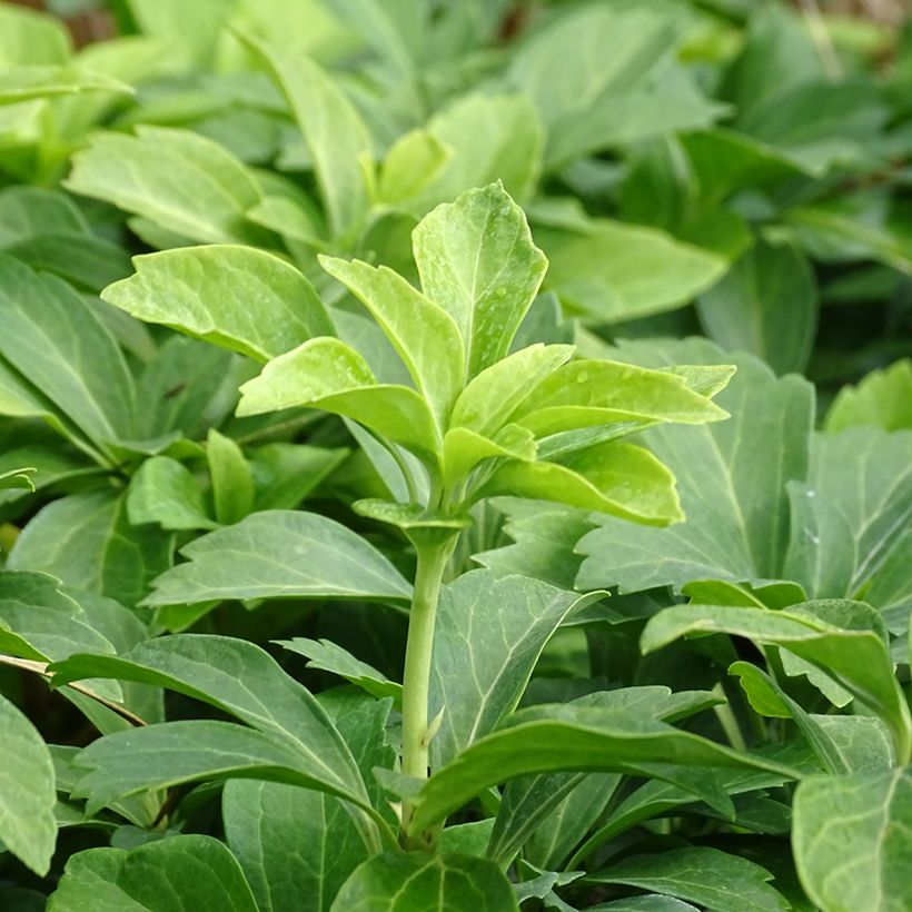 Varjoyrtti - Pachysandra terminalis (Lehvistö)