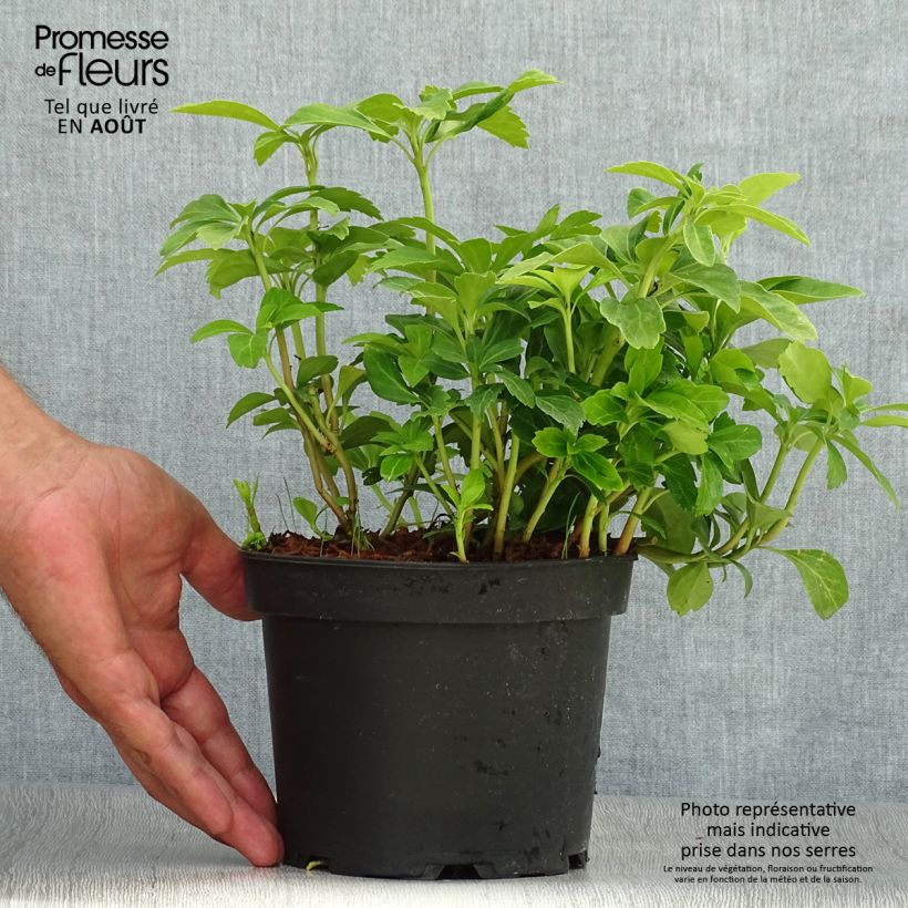 Esimerkki kesällä toimitetusta Varjoyrtti - Pachysandra terminalis Ruukku 2L / 3L-taimesta