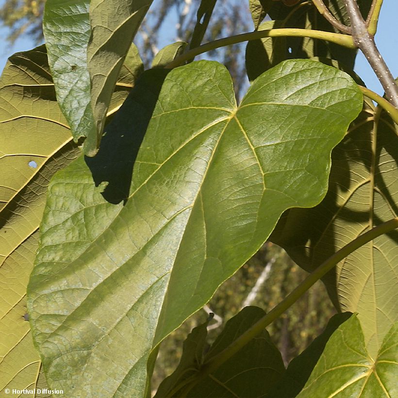 Paulownia fortunei Fast Blue Minfast (Foliage)