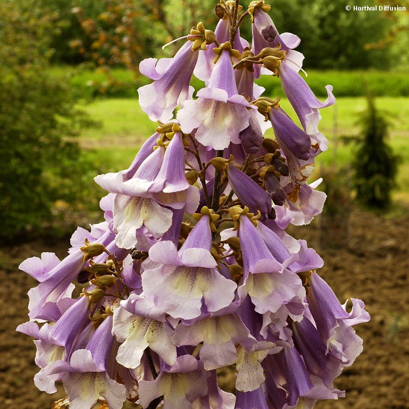 Paulownia fortunei Fast Blue Minfast (Flowering)
