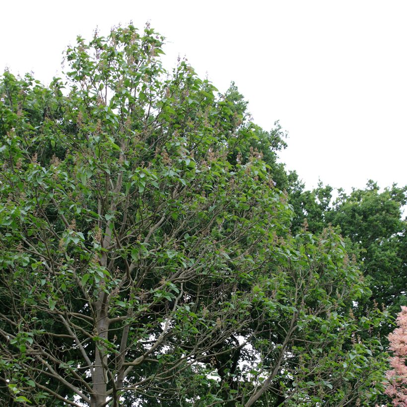 Paulownia fortunei Fast Blue Minfast (Plant habit)