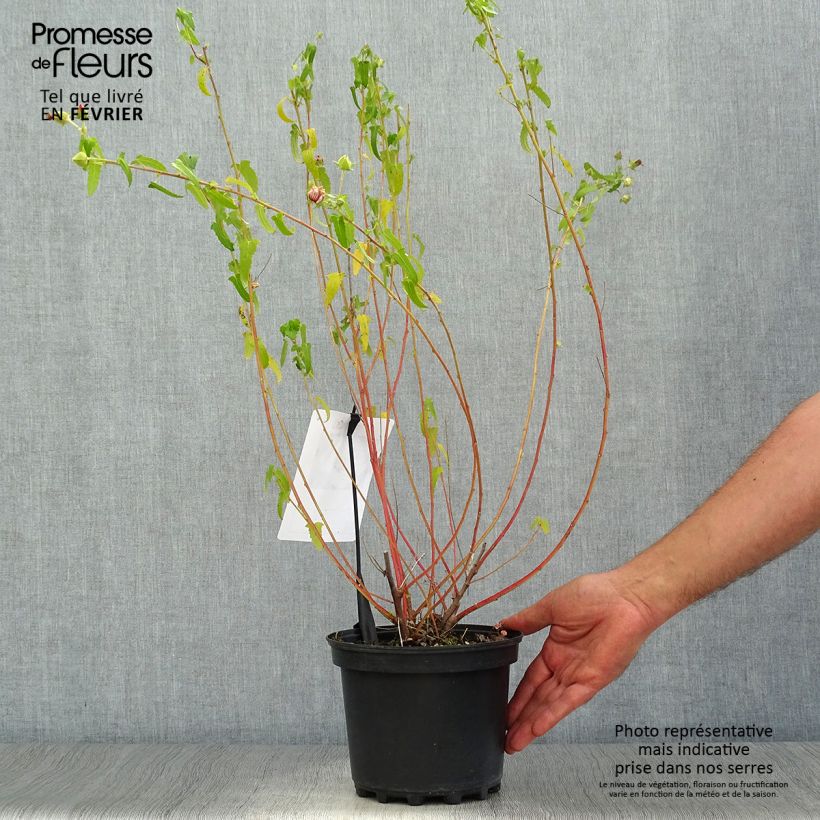 Esimerkki syksyllä toimitetusta Pavonia hastata Pot de 2L/3L-taimesta