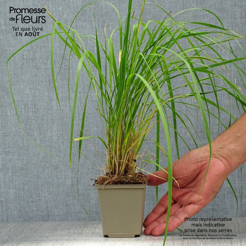 Esimerkki kesällä toimitetusta Sulkasulkahirssi - Pennisetum thunbergii Taimiruukku 8/9 cm-taimesta