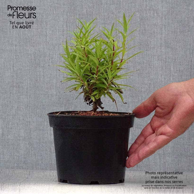 Esimerkki kesällä toimitetusta Pipo Blackbird Pot de 2L/3L-taimesta