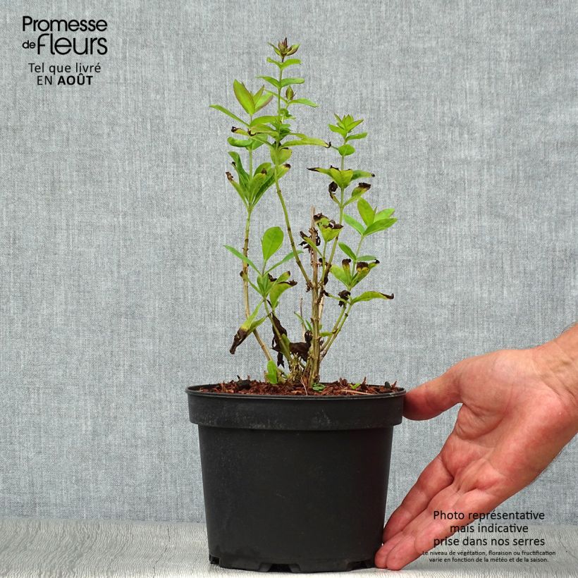 Esimerkki kesällä toimitetusta Syysleimu Amethyst Pot de 2L/3L-taimesta