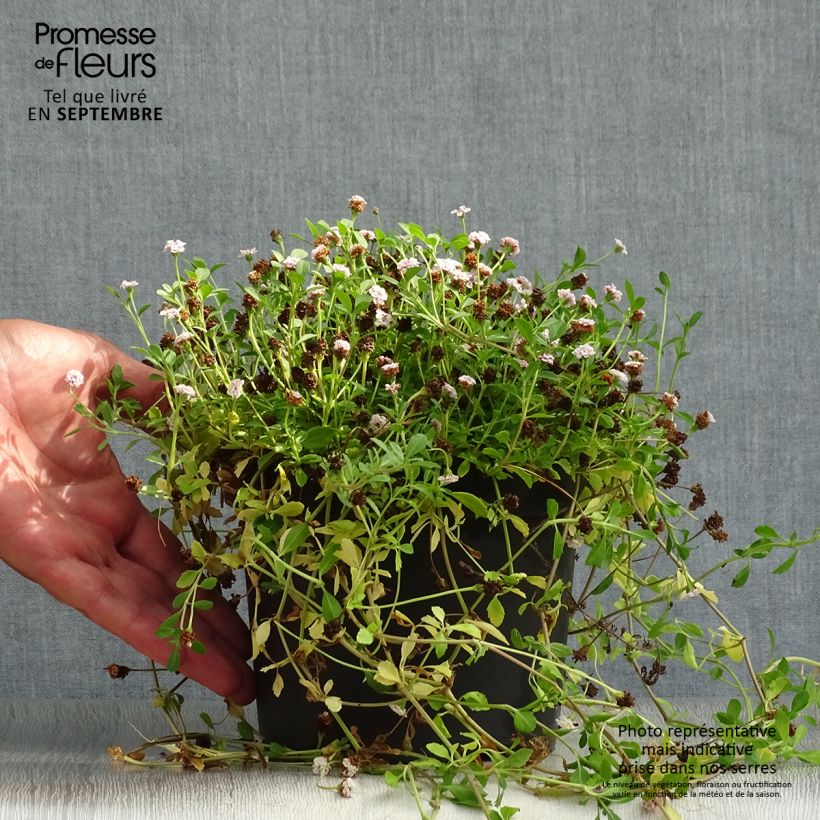 Esimerkki syksyllä toimitetusta Mattonuppio - Phyla nodiflora 2 litran/3 litran ruukku-taimesta