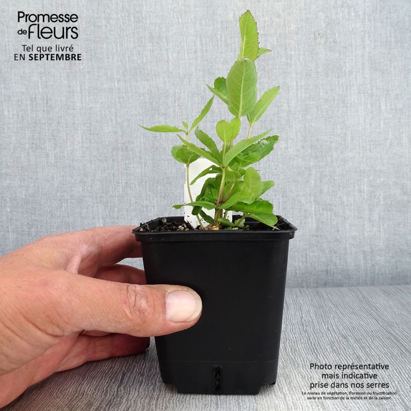 Esimerkki syksyllä toimitetusta Platycodon grandiflorus Fuji Blue Godet de 8/9 cm-taimesta