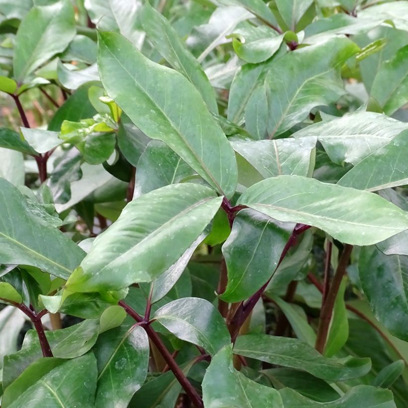 Pseudopanax laetus (Lehvistö)