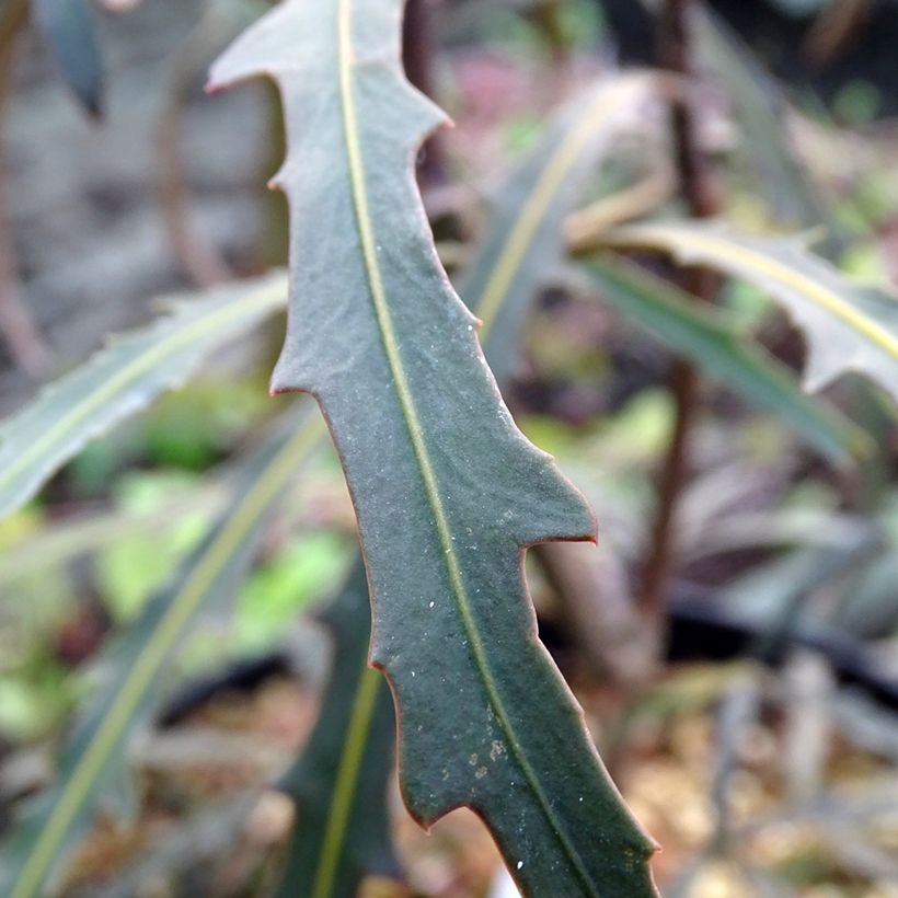 Pseudopanax lessonii Bronze Eagle (Lehvistö)