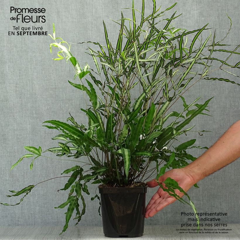 Esimerkki syksyllä toimitetusta Pteris nipponica 3 litran/4 litran ruukku-taimesta