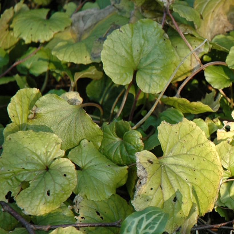 Pachyphragma macrophyllum (Lehvistö)