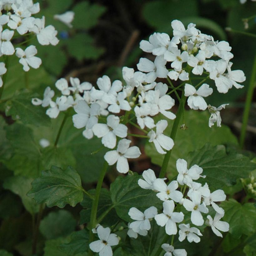 Pachyphragma macrophyllum (Kukinta)