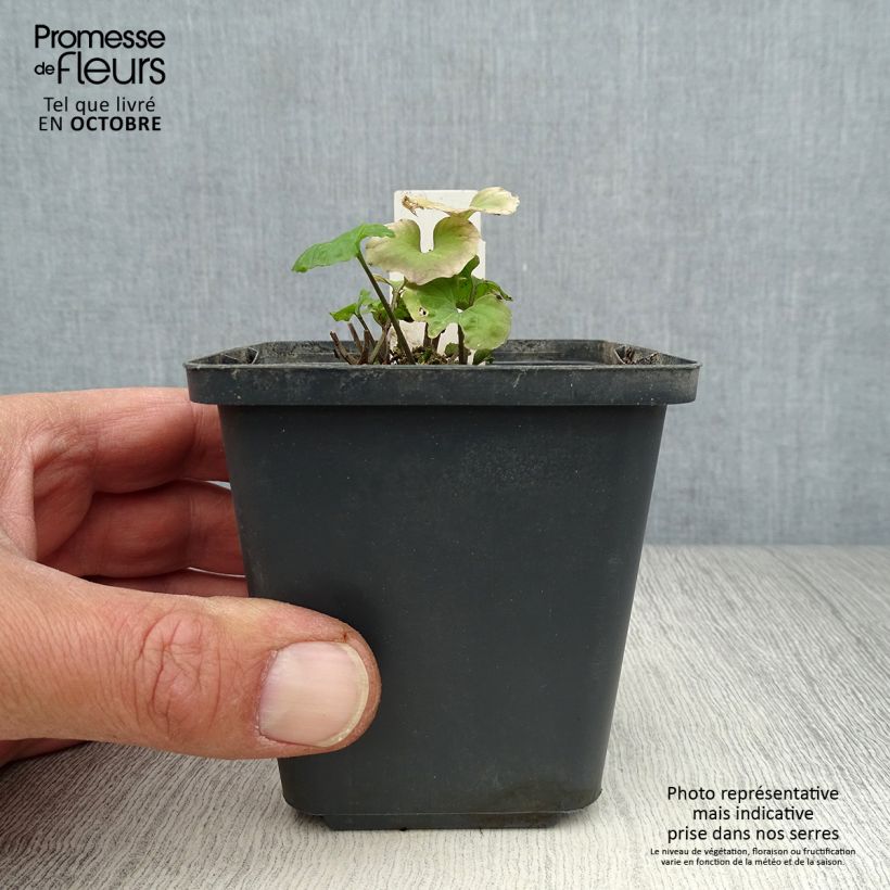 Esimerkki syksyllä toimitetusta Pachyphragma macrophyllum 8/9 cm taimiruukku-taimesta