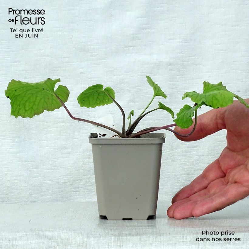 Esimerkki kesällä toimitetusta Pachyphragma macrophyllum Taimiruukku 8/9 cm-taimesta