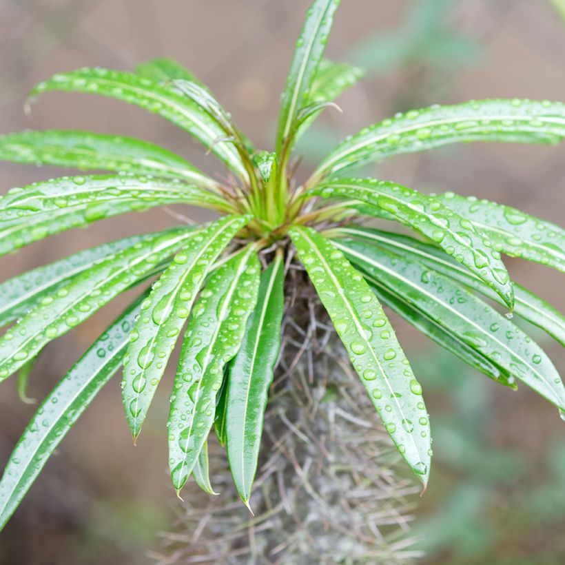Aavikkopaksujalka - Pachypodium lamerei (Lehvistö)