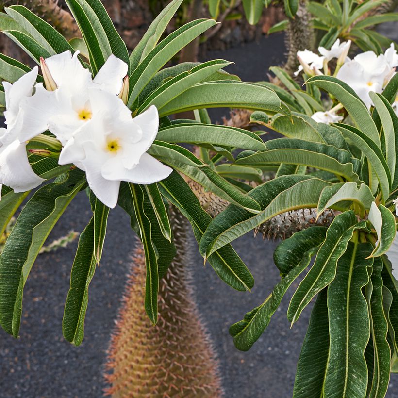 Aavikkopaksujalka - Pachypodium lamerei (Kukinta)