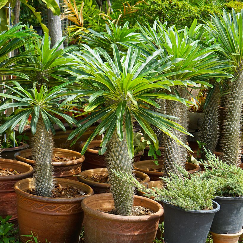 Aavikkopaksujalka - Pachypodium lamerei (Kasvutapa)