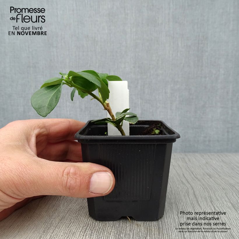 Esimerkki syksyllä toimitetusta Varjoyrtti - Pachysandra terminalis 8/9 cm taimiruukku-taimesta