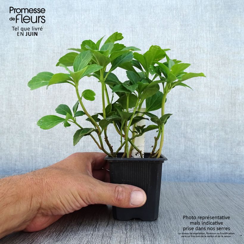 Esimerkki kesällä toimitetusta Varjoyrtti - Pachysandra terminalis Taimiruukku 8/9 cm-taimesta