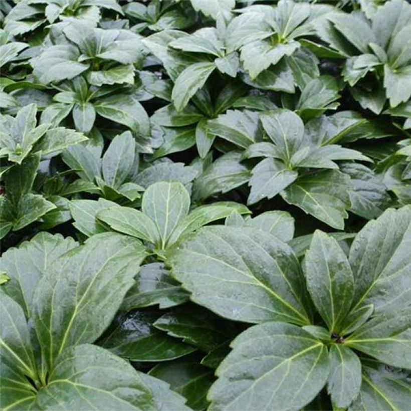Varjoyrtti Green Carpet (Kasvutapa)