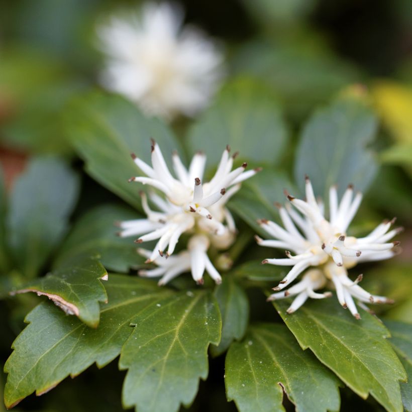Varjoyrtti Green Carpet (Kukinta)