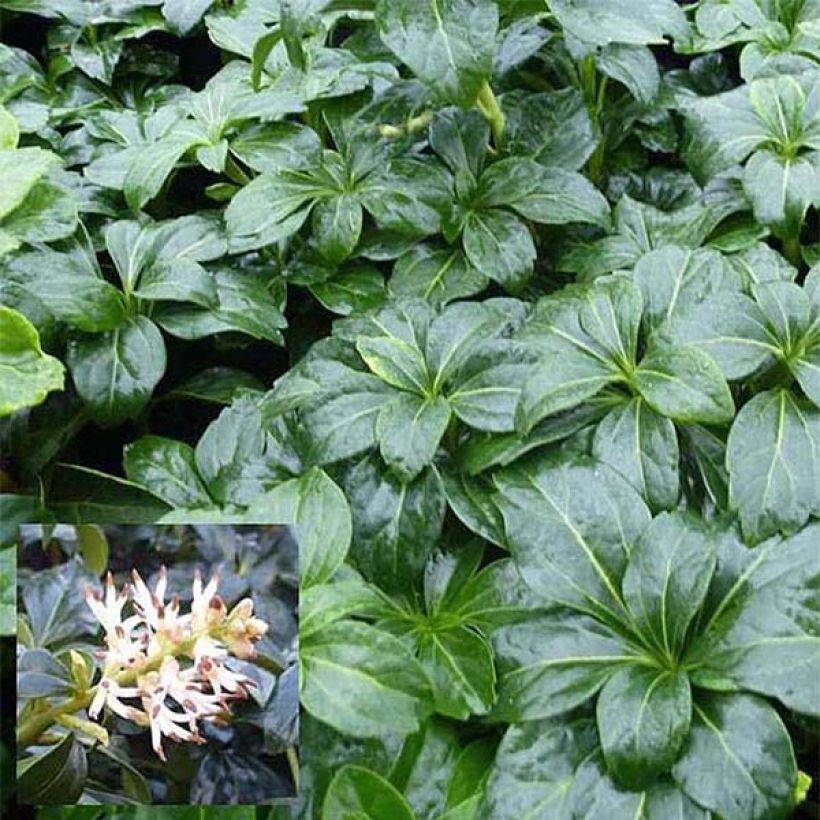 Varjoyrtti Green Sheen (Lehvistö)