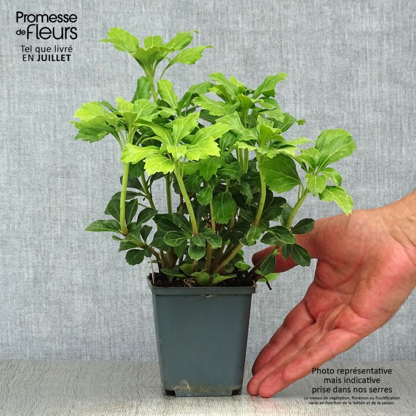 Esimerkki kesällä toimitetusta Varjoyrtti Green Sheen Godet de 8/9 cm-taimesta