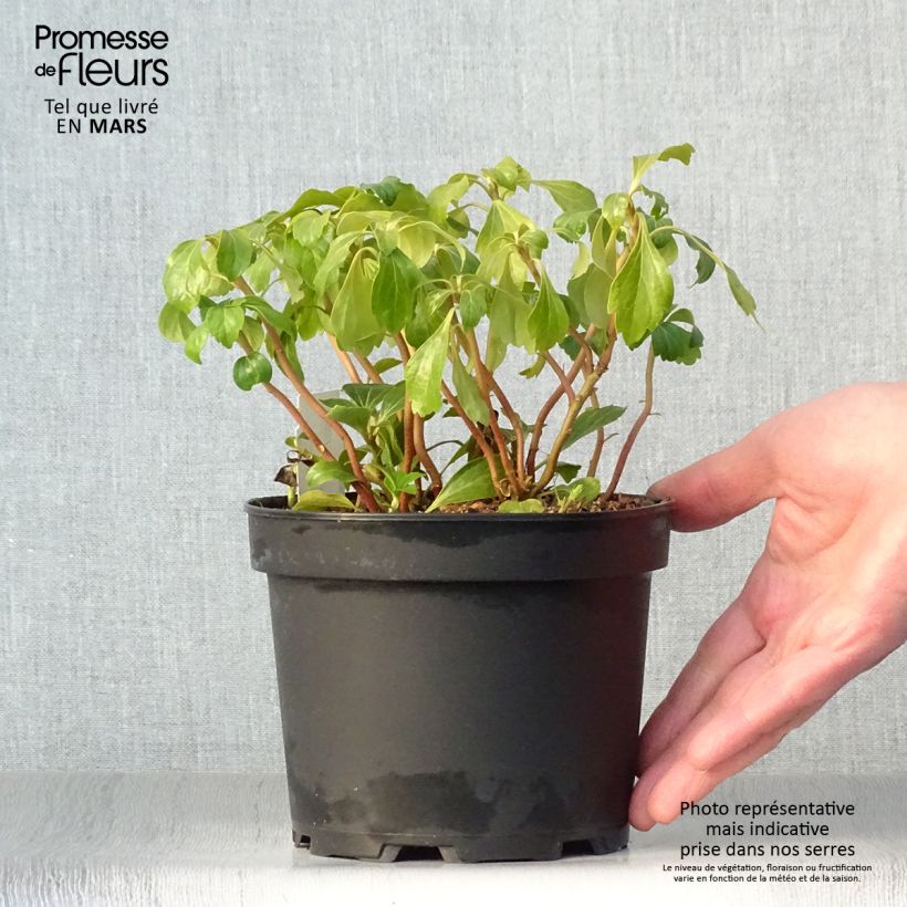 Esimerkki keväällä toimitetusta Varjoyrtti Green Sheen Pot de 2L/3L-taimesta