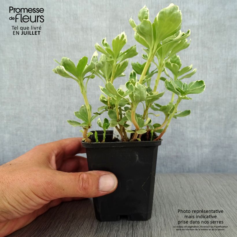 Esimerkki kesällä toimitetusta Varjoyrtti Variegata Taimiruukku 8/9 cm-taimesta