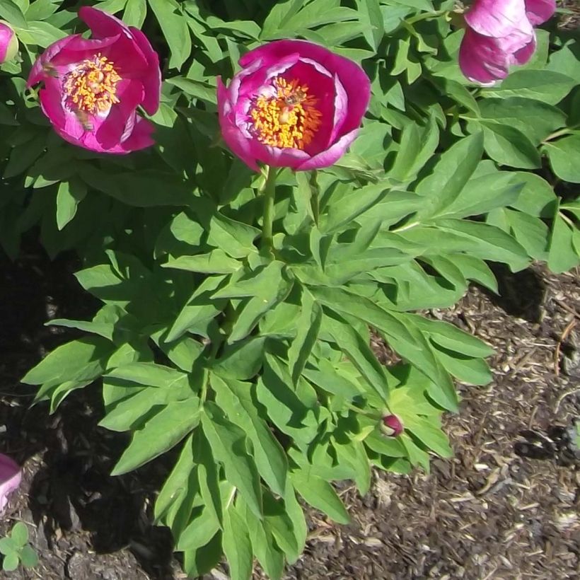 Juhannuspioni - Paeonia humilis (Lehvistö)