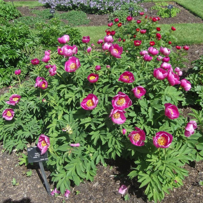 Juhannuspioni - Paeonia humilis (Kasvutapa)
